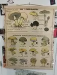 Affiche scolaire ancienne champignons